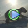 Filming Polar Bears in the Wild - Animal Video